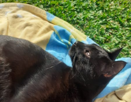 CONGUITO-PISCI